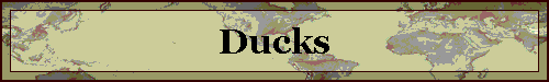 Ducks