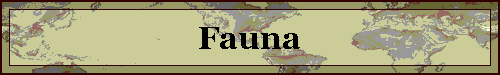 Fauna