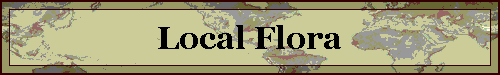 Local Flora