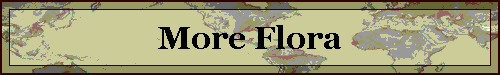 More Flora