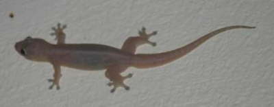 Another Visitor