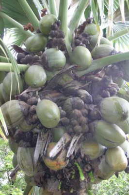 Big Nuts