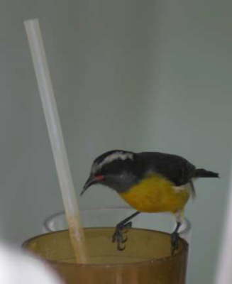 Another Guest