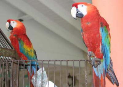 Lobby Guards