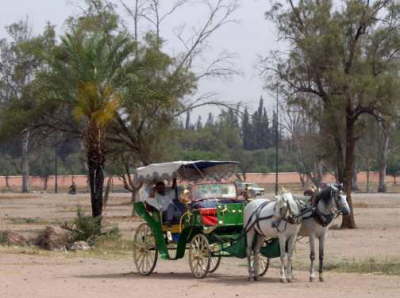 Tour Buggy