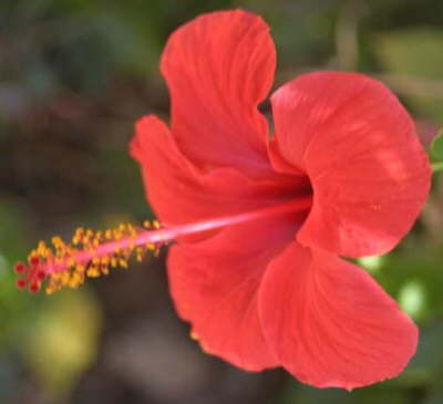 More Flora