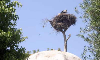 Stork